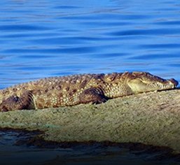 Ranakpur-jain-temple